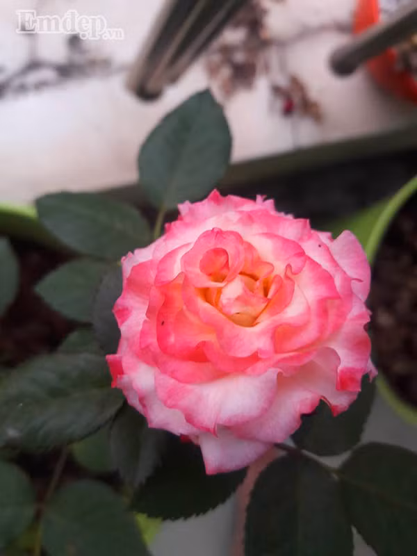 Chị Thủy tâm sự: “Trên con đường trải nghiệm cũng gặp không ít khó khăn, không gian sân sau 16m2 và ban công nhỏ nửa mét vuông bắt đầu chật chội khi cây phát triển xum xuê, sâu bệnh bắt đầu kéo tới liên tục. Chị cắt cành, vặt lá và phun thuốc trị bệnh, nhưng có cây qua khỏi, có cây không trụ lại được, nhất là bệnh nấm đen thân và rệp vảy. Sau khi tiễn đi cả nửa vườn cây, chị được tặng 2 cây hồng ngoại đầu tiên, Juliet (màu vàng tươi, cây bụi lùn) và Pomponella (màu hồng ngọt, cây leo)”.