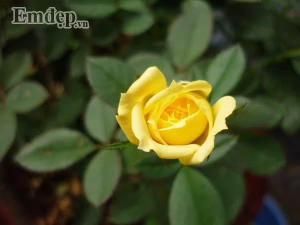 Hoa hồng vàng khoe sắc trong ban công hoa hồng nhà chị Thủy.