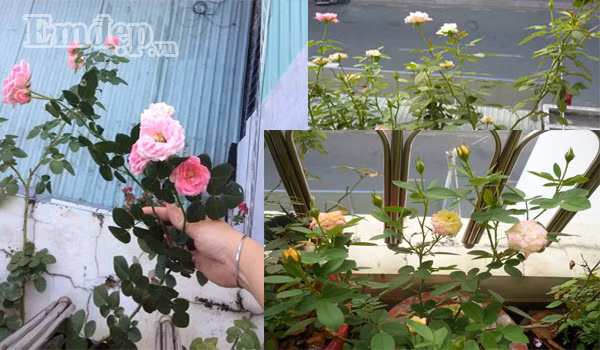 Sau đó, chị bén duyên với hoa hồng. Lúc đó hầu như rất ít thông tin về việc chăm sóc cây, chị Thủy phải mày mò đi học cách chăm từ chuyện tưới cây ra sao, trộn giá thể như thế nào, đặt cây xoay hướng nào đón nắng, cắt tỉa cành ra sao.