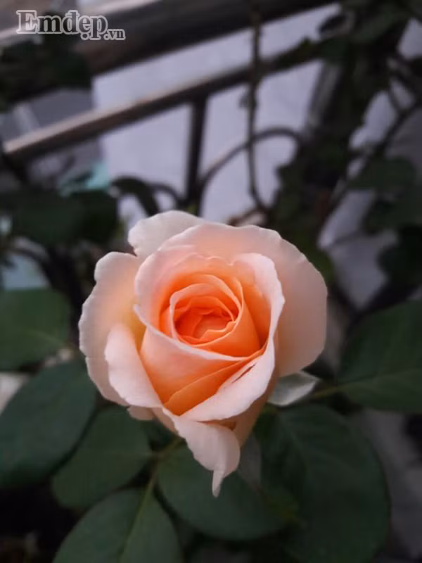 Betty White màu trứng gà.