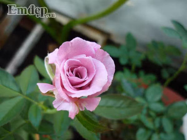 Kết quả là những bạn hồng nội đầu tiên như hồng đổi màu, hồng spray rose, tím ruốc Sa Đéc đều cho hoa rất đẹp và siêng. Phân bón lúc đó hầu như dùng phân hóa học như NPK, Atonik vì tiện lợi và dễ tìm.