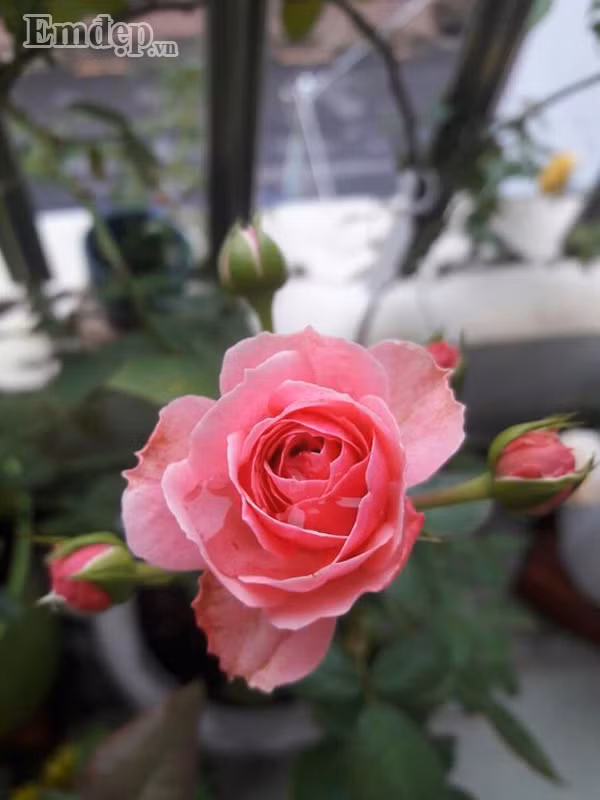 Thay vì sử dụng phân bón hóa học như trước đây, chị quyết định thử nghiệm cách chăm mới, dùng phân bò. Kết quả là 2 cây phát triển cực khỏe, Juliet ra hoa mỗi 2 tháng, mỗi lần ra khoảng 15 – 20 bông. Pomponella cũng không kém cạnh, vốn là câu giống Đức có sức khánh bệnh cực tốt, mỗi nhánh của Pom đều ra 7 – 8 bông, form cúp nhẹ và màu ra rất chuẩn. Ảnh: Pomponella hoa chum ngọt ngào.