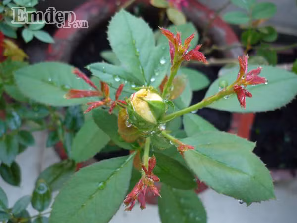 Hồng đổi màu (hồng nội).