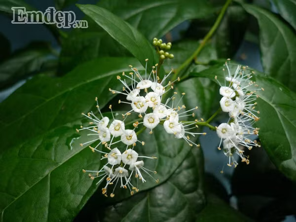 Chị Thu Thủy – chủ nhân ban công hoa hồng 16m2 hiện đang là giảng viên Khoa Quản trị kinh doanh Trường Cao đẳng Công Thương TP. HCM. Chị sống cùng bố mẹ và em gái tại Quận 9. Cách đây 7 năm chị bắt đầu trồng cây, ban đầu là cây thuốc quanh nhà do mẹ chị là bác sĩ Đông Y, rất thích trồng cây thuốc. Nhiều nhất là cây xạ đen (ảnh), loại cây thuốc dùng phòng và hỗ trợ điều trị ung thư. Ngoài ra chị còn trồng thêm một số loại dễ trồng khác như nha đam và xương rồng bát tiên”.