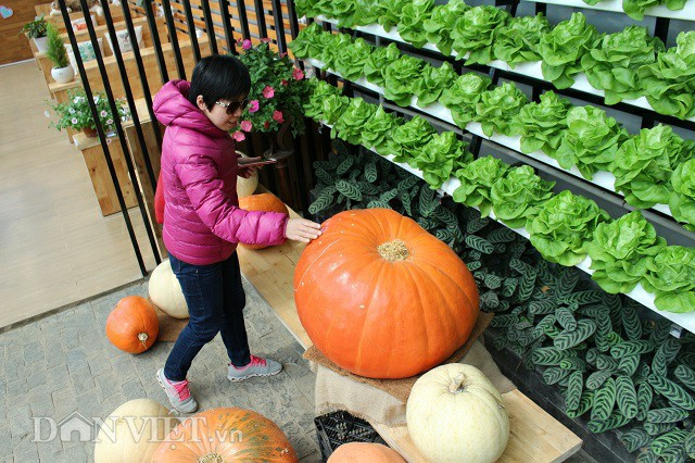 Du khách rất thích thú với mô hình trồng rau thủy canh và sản phẩm trưng bày tại quán cà phê.