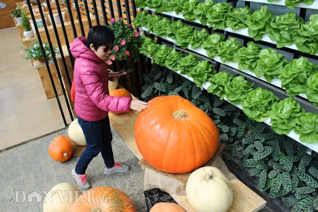 Du khách rất thích thú với mô hình trồng rau thủy canh và sản phẩm trưng bày tại quán cà phê.