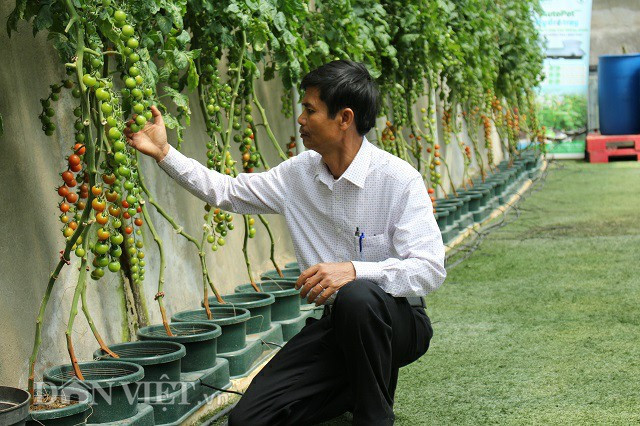 Ông Trần Huy Đường bên những cây cà chua xanh mướt trong vườn của mình.