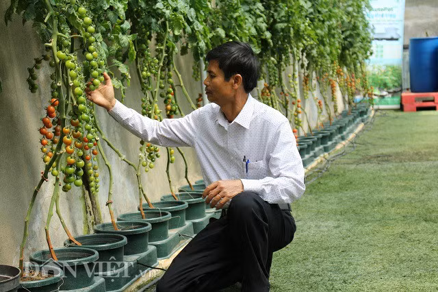 Ông Trần Huy Đường bên những cây cà chua xanh mướt trong vườn của mình.