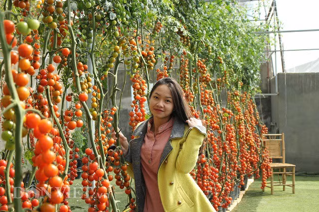 Du khách đến uống cà phê có thể tự mình trải nghiệm để trở thành những người nông dân thực thu.