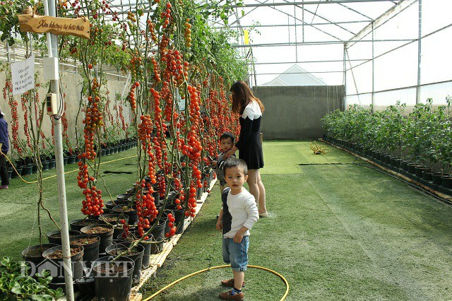 Những dây cà chua đỏ tươi làm khách tham quan không khỏi rời mắt và lưu lại những tấm hình đẹp bên người thân.