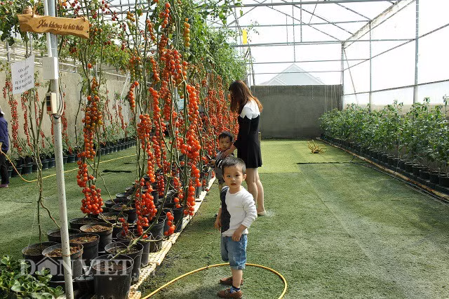 Những dây cà chua đỏ tươi làm khách tham quan không khỏi rời mắt và lưu lại những tấm hình đẹp bên người thân.
