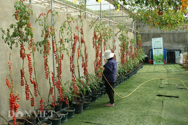 Nhân viên chăm sóc cà chua để du khách đến tham quan và trải nghiệm.