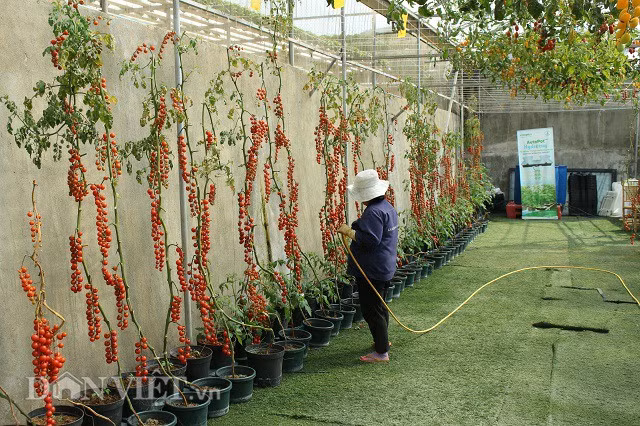 Nhân viên chăm sóc cà chua để du khách đến tham quan và trải nghiệm.