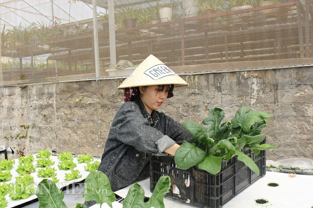 Khách đến đây sẽ được trải nghiệm hái rau, cà chua, trồng cây theo hướng dẫn của người làm vườn.