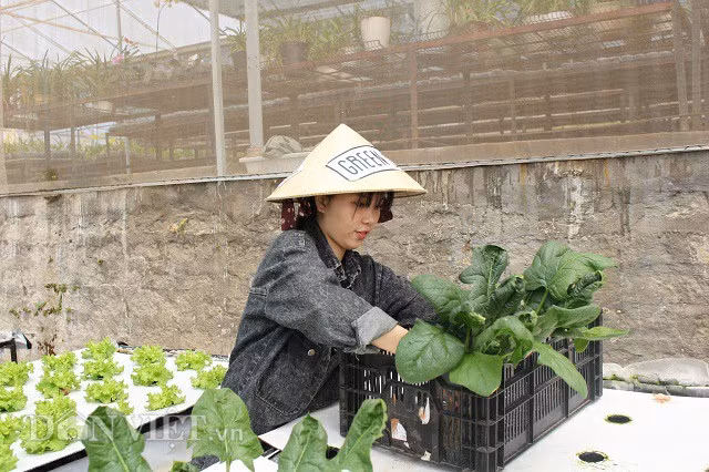 Khách đến đây sẽ được trải nghiệm hái rau, cà chua, trồng cây theo hướng dẫn của người làm vườn.