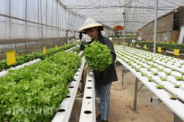 Những luống rau sạch được thu hoạch.