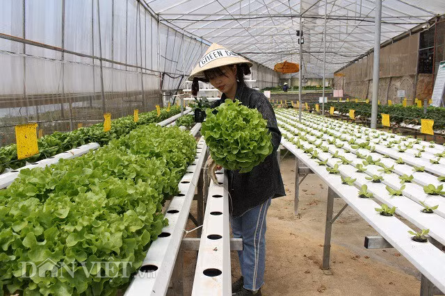 Những luống rau sạch được thu hoạch.