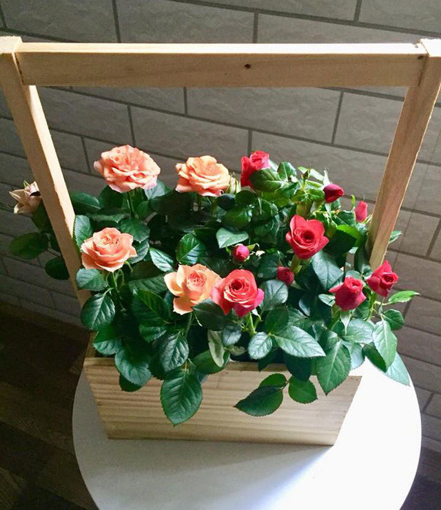 Bo 100 trieu mua 40 goc hong tang vo