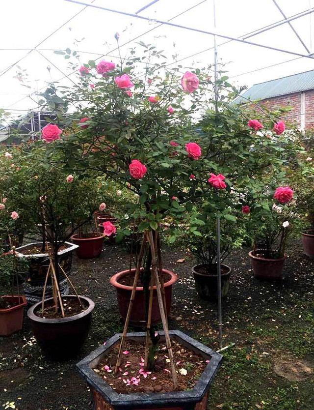 Bo 100 trieu mua 40 goc hong tang vo-Hinh-2