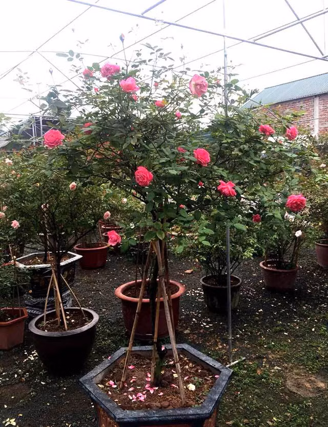 Bo 100 trieu mua 40 goc hong tang vo-Hinh-2