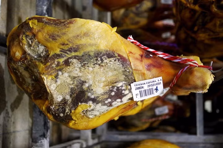 Không chỉ quý hiếm lạ, mà giống thịt lợn này còn có hương vị rất đặc biệt.Chiếc đùi lợn muối đã được bảo quản 47 tuần trong một cơ sở sản xuất tại Girona, Tây Ban Nha.