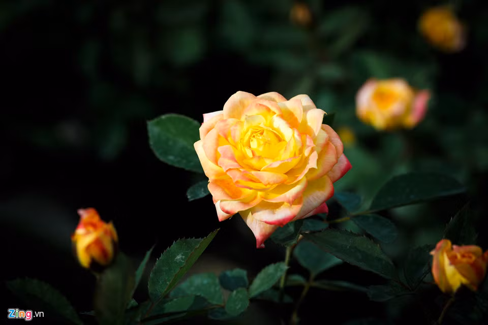 Loại hồng được nhiều khách hàng ưa chuộng là hồng đổi màu. Từ lúc ra hoa cho đến khi tàn, hoa hồng này sẽ chuyển qua ba màu khác nhau. 