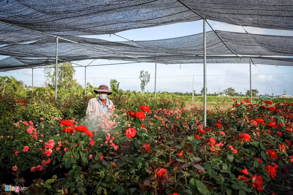 Theo ông Hai Cao (Phó chủ tịch Hội hoa kiểng thành phố Sa Đéc), đặc điểm này cũng lại là khó khăn đối với đầu ra của hoa hồng Sa Đéc. Vì người mua có thể tiếp tục nuôi trồng và có thể sử dụng để trang trí, làm công trình nên vòng quay với đầu ra của hoa này chậm hơn, nông dân luôn phải tìm thị trường mới, giống lạ để chinh phục khách hàng. 