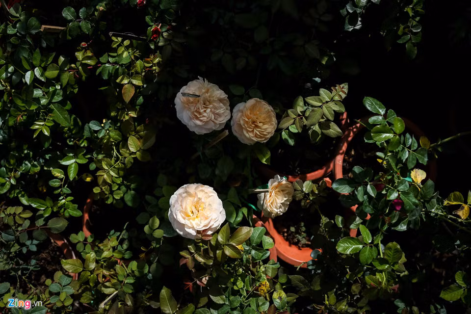 Hiện tại, vườn hoa của anh Thảo trồng hơn mười loại hoa hồng khác nhau. Nổi bật trong số đó bao gồm các giống hồng nhung, hồng lửa, hồng leo, hồng tường vi, hồng nữ hoàng, hồng chùm xoan, hồng tỉ muội cam, hồng tỉ muội cà rốt... 