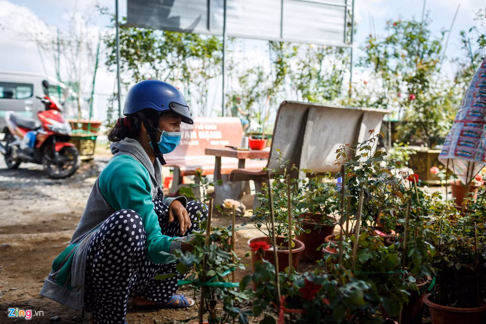 Bà Nguyễn Thị Nga, người buôn hồng, chia sẻ bà đến nhà vườn mua hồng và bán chủ yếu cho thị trường Hà Nội, rải rác thêm các tỉnh Đồng Nai, Bạc Liêu, Sóc Trăng...