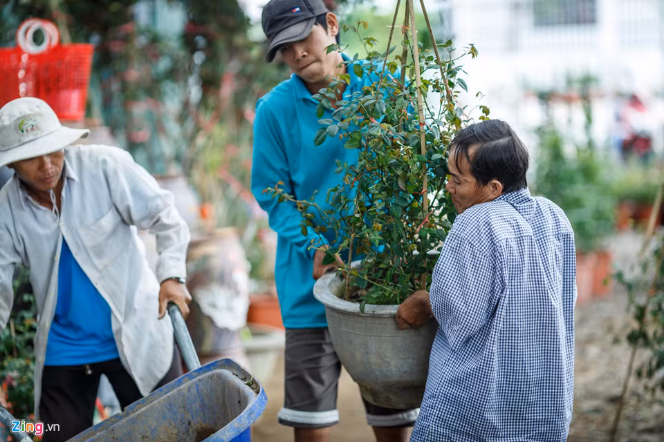 Việc vận chuyển khó khăn cũng làm tăng chi phí nhân công, xe, khiến lợi nhuận của người trồng hoa chịu ảnh hưởng ít nhiều. 