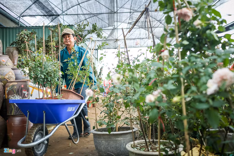 Xuất bán theo chậu cũng khiến việc vận chuyển hoa hồng Sa Đéc trở nên khó khăn hơn. "Thông thường, xe tải 15 tấn của người ta chở hoa khác thì được nhiều lắm, nhưng mình chở hồng chỉ chở được hơn nửa xe, vì chậu hoa nặng và các chậu ở trên sẽ làm hư hoa ở dưới nếu chở đầy", ông Hai Cao chia sẻ. 