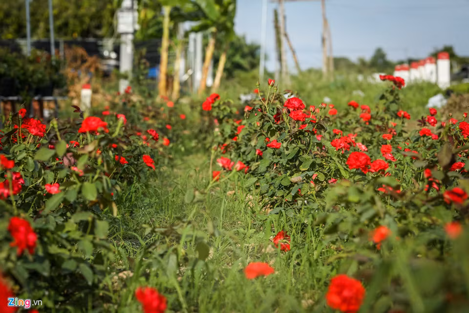 Hoa hồng Sa Đéc còn có điểm khác biệt là hoa được trồng theo bụi hoặc vào chậu và xuất bán theo từng chậu. Người mua hoa có thể tiếp tục gieo trồng, nuôi dưỡng hoa, khác với hoa hồng Đà Lạt chỉ được bán theo cành, bó. 