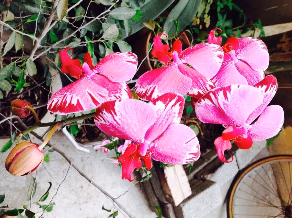 Vuon treo 10m2 tran ngap hoa tren san thuong tang 4-Hinh-5