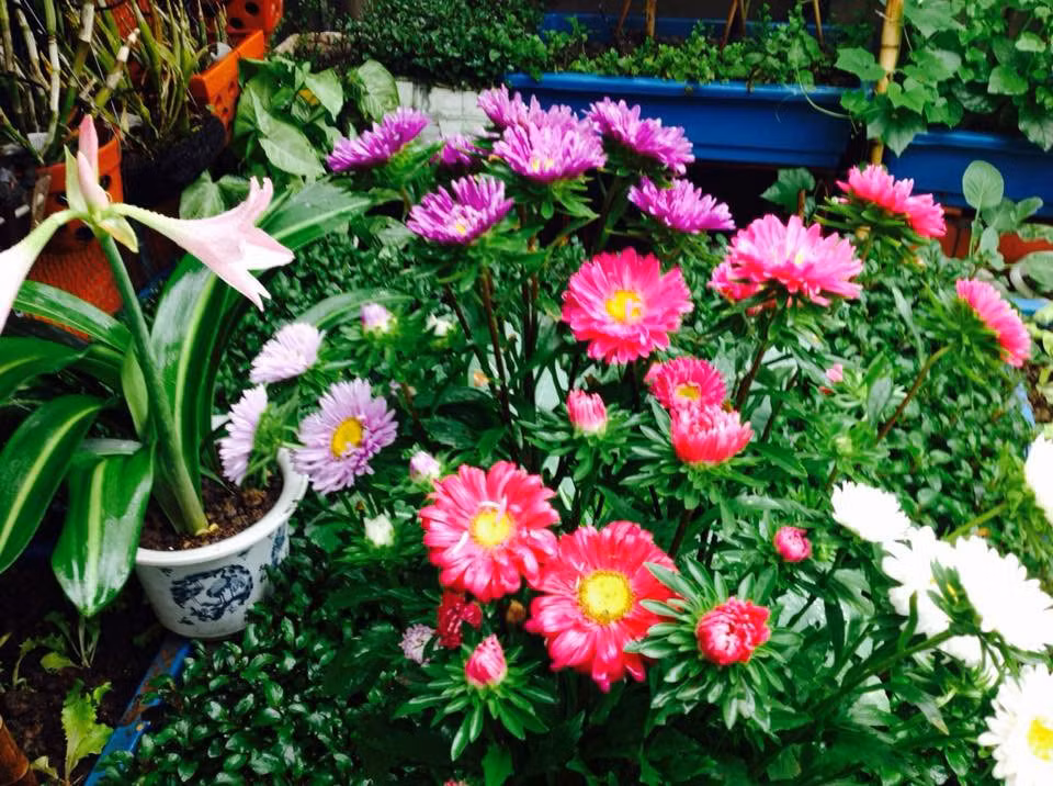 Vuon treo 10m2 tran ngap hoa tren san thuong tang 4-Hinh-19