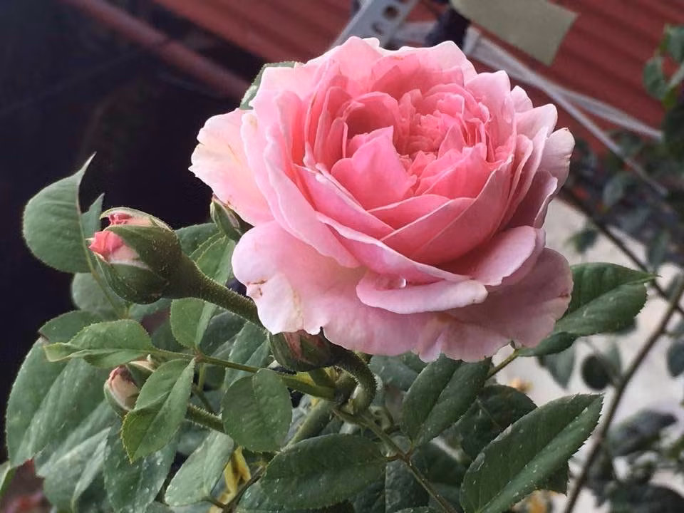 Vuon treo 10m2 tran ngap hoa tren san thuong tang 4-Hinh-4