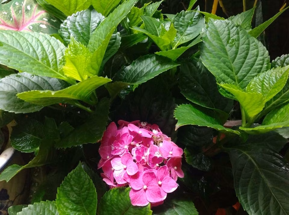 Vuon treo 10m2 tran ngap hoa tren san thuong tang 4-Hinh-11