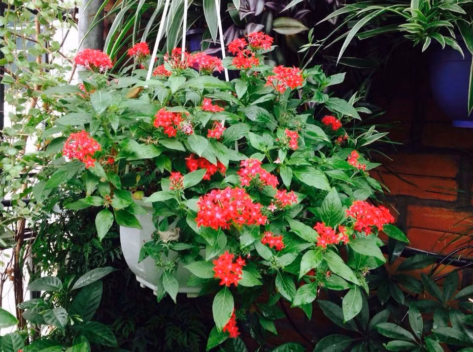 Vuon treo 10m2 tran ngap hoa tren san thuong tang 4-Hinh-16