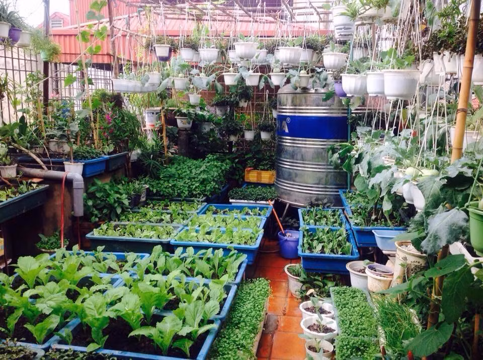 Vuon treo 10m2 tran ngap hoa tren san thuong tang 4-Hinh-20