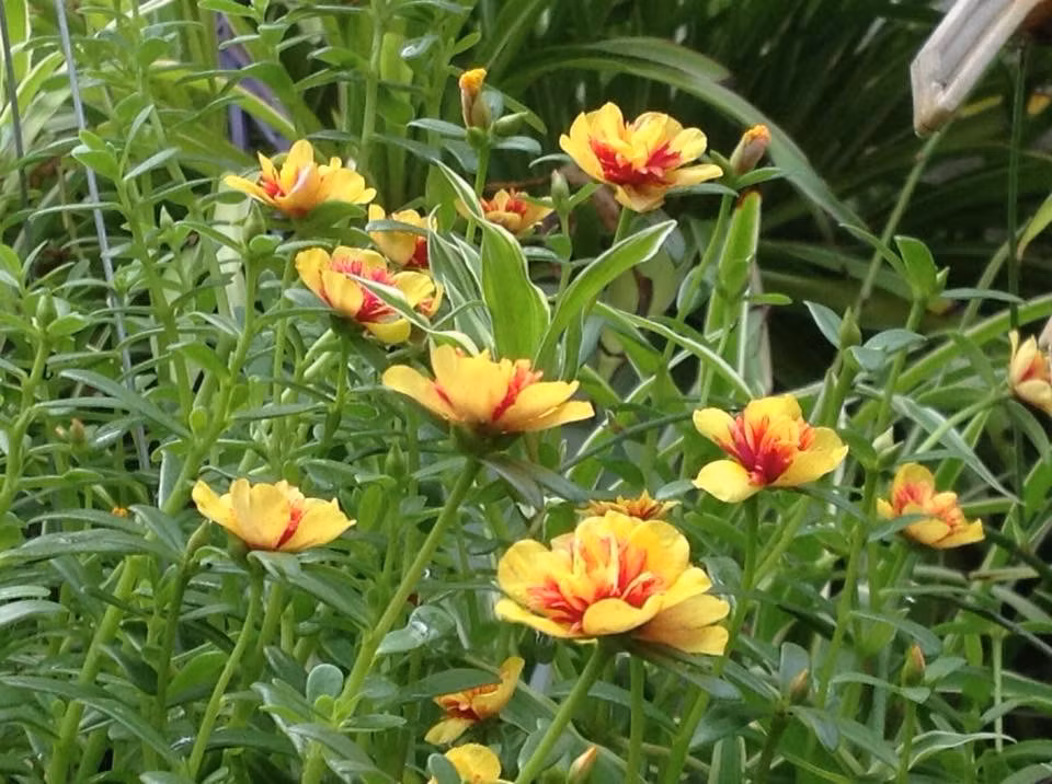 Vuon treo 10m2 tran ngap hoa tren san thuong tang 4-Hinh-10