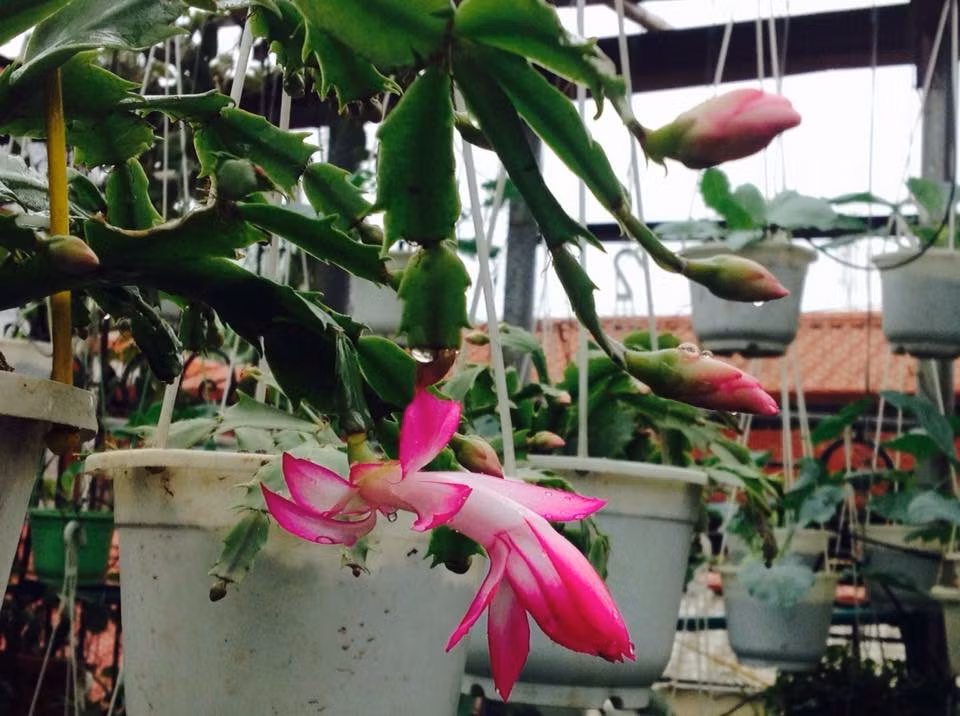 Vuon treo 10m2 tran ngap hoa tren san thuong tang 4-Hinh-18