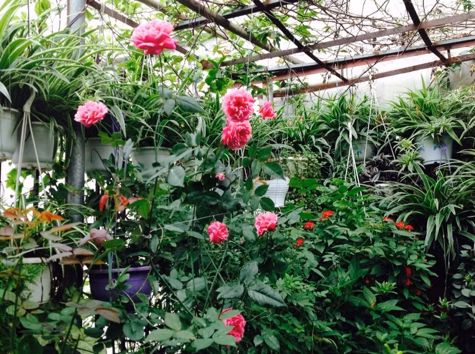 Vuon treo 10m2 tran ngap hoa tren san thuong tang 4-Hinh-3