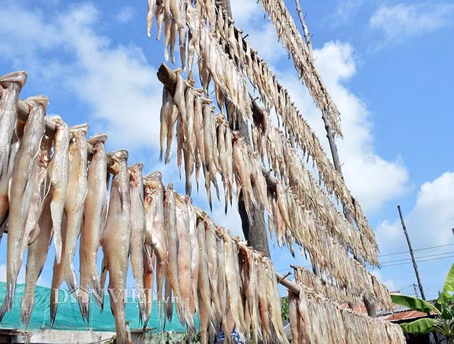 Hiện giá các loại cá khô trung bình dao động từ 50.000-100.000 đồng/kg tùy theo kích cỡ, loại cá. Ảnh: Dân Việt.