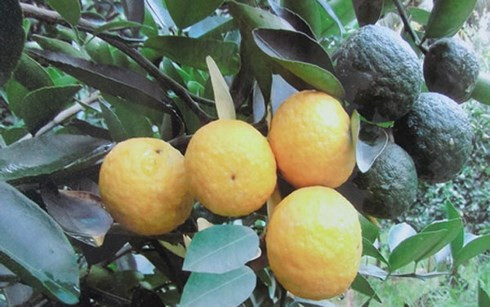 Cam sành ra trái 2 màu, giá nửa triệu/quả chưa bán.