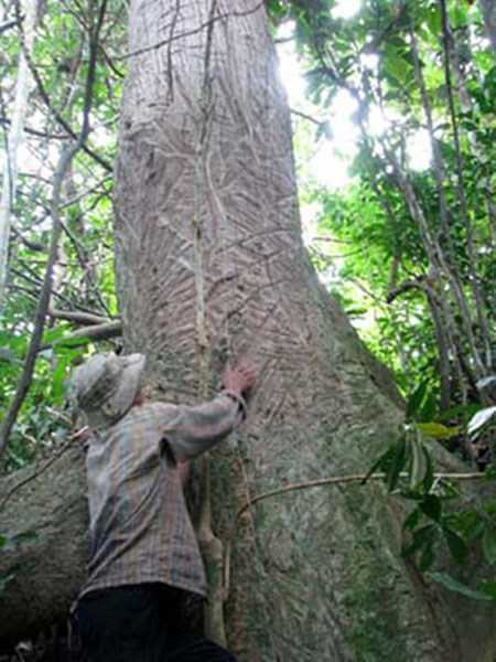 Cây Lon chi ngăng.
