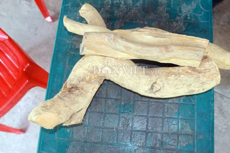 Cuoc san lung "than duoc" xao tam phan: Bo bac trieu ma van kho