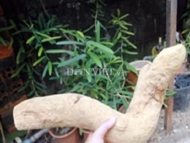 Cuoc san lung "than duoc" xao tam phan: Bo bac trieu ma van kho-Hinh-4