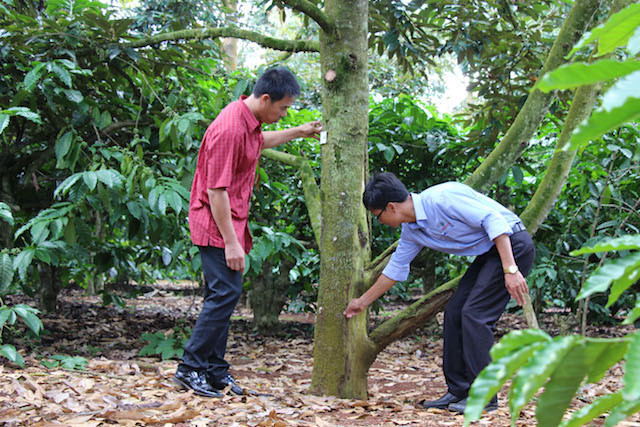 Do tình trạng thâm canh quá mức mà đã có một thời gian hàng trăm ha sầu riêng tại huyện Krông Pắk, Đắk Lắk bị chết do dịch bệnh. Ảnh: Duy Hậu.