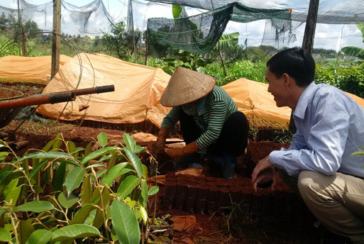 Một cơ sở sản xuất giống sầu riêng "chui" tại xã Hòa Thắng, TP.Buôn Ma Thuột (Đăk Lăk). Ảnh: D.H.