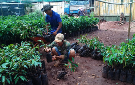 Mặc dù giá sầu riêng bắt đầu bớt "hấp dẫn" nhưng giá sầu riêng giống vẫn đang ở mức rất cao (trong ảnh: Một cơ sở bán sầu riêng giống tại TP. Buôn Ma Thuột, Đăk Lăk). Ảnh: D.H.