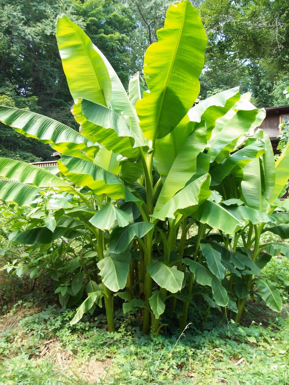 Ở Nhật Bản chỉ có một vài nơi có thể trồng chuối.